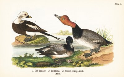Uzun kuyruklu ördek, Clangula hyemalis 1, kızıl saçlı, Aythya americana 2 ve daha az scaup, Aythya affinis 3 by John James (after) Audubon