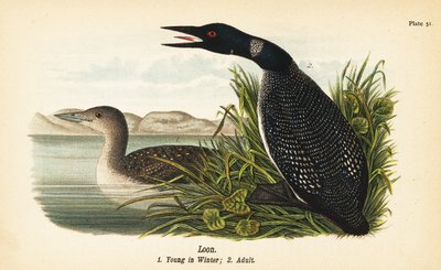Loon, Gavia immer, kışın genç 1, yetişkin 2 by John James (after) Audubon