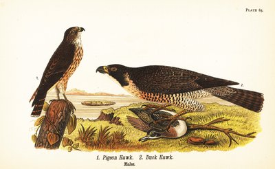 Merlin, Falco columbarius 1 ve ördekli gökdoğan, Falco peregrinus 2 by John James (after) Audubon