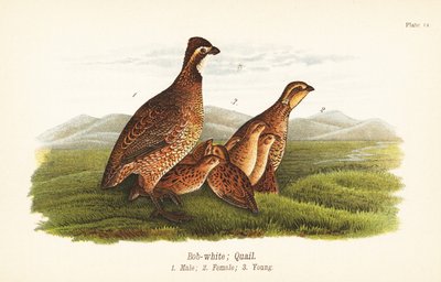 Kuzey bobwhite, Colinus virginianus by John James (after) Audubon