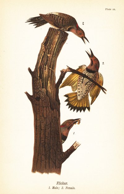 Kuzey titremesi, Colaptes auratus by John James (after) Audubon