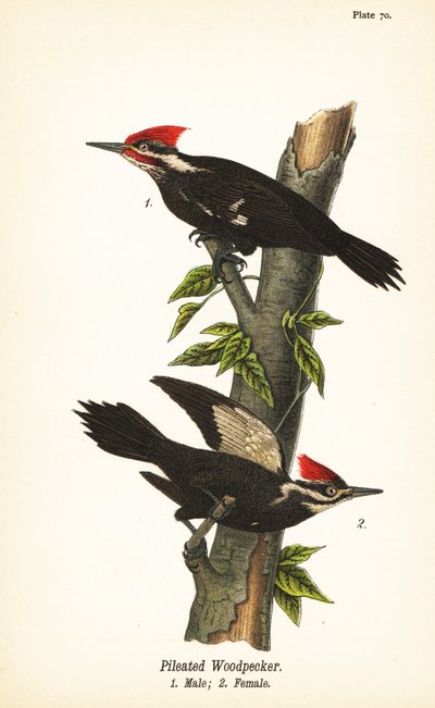 Pileli ağaçkakan, Dryocopus pileatus, erkek 1, dişi 2 by John James (after) Audubon