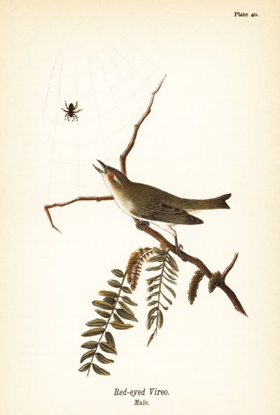 Kırmızı gözlü vireo, Vireo olivaceus, erkek by John James (after) Audubon