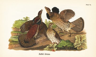 Ruffed orman tavuğu, Bonasa umbellus by John James (after) Audubon