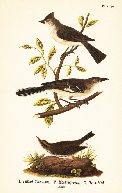 Tepeli baştankara, Baeolophus bicolor, kuzey alaycı kuş, Mimus polyglottos ve fırın kuşu, Seiurus aurocapilla by John James (after) Audubon