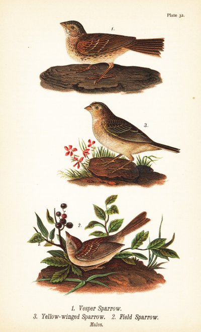 Vesper serçe, Pooecetes gramineus 1, çekirge serçe, Ammodramus savannarum 2 ve tarla serçesi, Spizella pusilla 3 by John James (after) Audubon