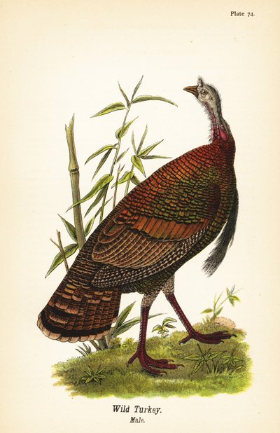 Yabani hindi, Meleagris gallopavo, erkek by John James (after) Audubon