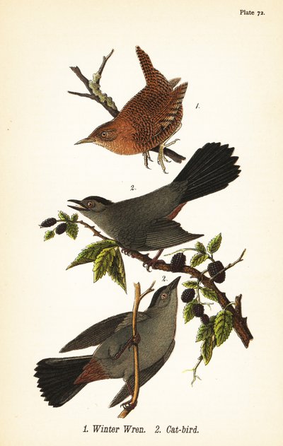 Kış çalıkuşu, Troglodytes hiemalis 1 ve gri kedi kuşu, Dumetella carolinensis kedi-kuş 2 by John James (after) Audubon