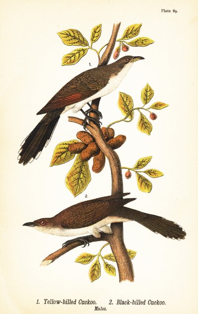 Sarı gagalı guguk kuşu, Coccyzus americanus 1 ve kara gagalı guguk kuşu, Coccyzus erythropthalmus 2, erkekler by John James (after) Audubon