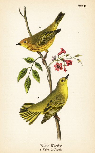 Sarı ötleğen, Setophaga peteşi, erkek 1, dişi 2 by John James (after) Audubon