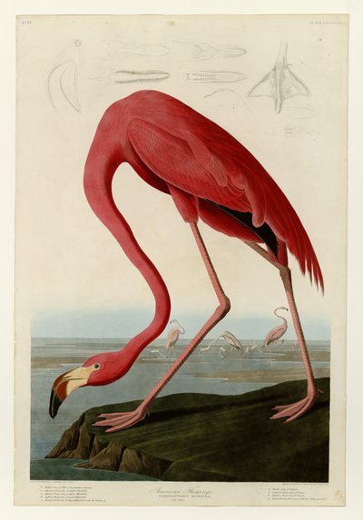  by John James Audubon