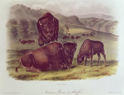 Amerikan Bizonu veya Buffalo, 