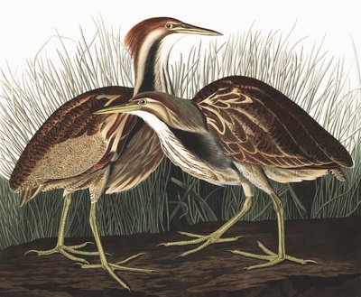 American Bittern, Botaurus Lentiginosus, John J. Audubon