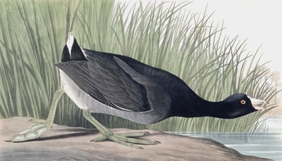 American Coot, Fulica Americana, John J. Audubon