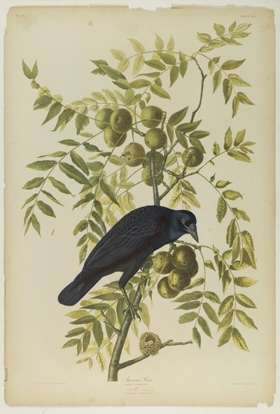 American Crow, Julien Bien tarafından basıldı ve Roe Lockwood & Son tarafından yayınlandı, 1861 (kromolitograf) by John James Audubon