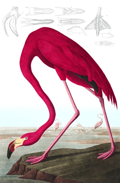 Amerikan Flamingo, Phoenicopterus Ruber, John J. Audubon tarafından yazılan "Amerika Kuşları"ndan, pub. 1827-38 (el renkli gravür) by John James Audubon