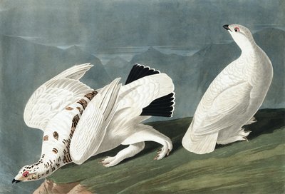 American Ptarmigan, Tetrao Mutus: White Tailed Grous, Tetrao Leucurus, John J. Audubon tarafından yazılan "The Birds of America"dan, pub. 1827-38 by John James Audubon