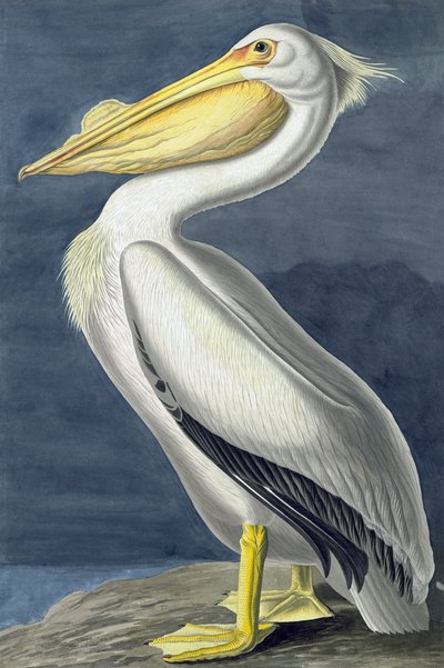 Amerikan Beyaz Pelikan, Pelecanus Erythrorhynchos, John J. Audubon tarafından yazılan "Amerika Kuşları"ndan, pub. 1827-38 by John James Audubon
