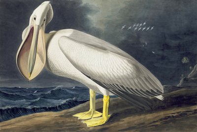 Amerikan Beyaz Pelikan, Pelecanus Erythrorhynchos, John J. Audubon tarafından yazılan "Amerika Kuşları"ndan, pub. 1827-38 by John James Audubon