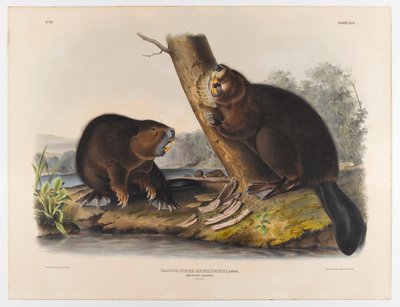 Amerikan kunduzu, 1844 by John James Audubon