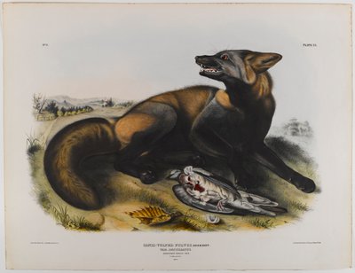 amerikan çapraz tilki by John James Audubon