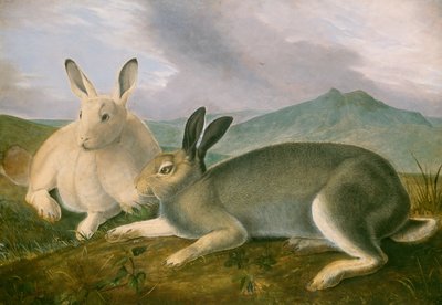 Arktik Tavşan, c. 1841. by John James Audubon