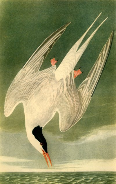 "Arktik Sumru", 1835, 1942. by John James Audubon