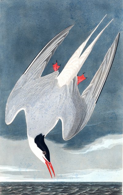Arctic Sumru, Sterna Paradisaea, John J. Audubon