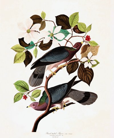 Bant Kuyruklu Güvercin, Columba Fasciata, John J. Audubon'un "The Birds of America" kitabından, pub. 1827-38 by John James Audubon