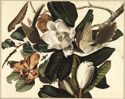Kara gagalı guguk kuşu, 1822 (kağıt üzerinde wc ve grafit) by John James Audubon