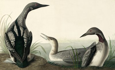 Kara boğazlı Dalgıç, Colymbus Arcticus, John J. Audubon
