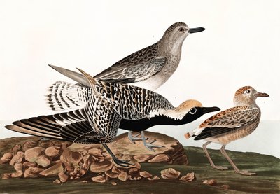 Kara Karınlı Plover, Charadrius Helveticus, John J. Audubon