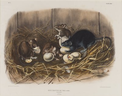 Kara Sıçan, c.1845 by John James Audubon