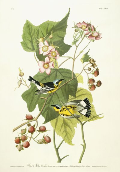 Siyah ve Sarı Ötleğen ve Çiçekli Ahududu, c.1826-1838 by John James Audubon