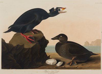 Siyah veya Surf Duck, 1836 (kağıt üzerinde wc) by John James Audubon