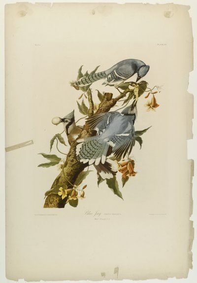 Blue Jay, Julien Bien tarafından basıldı ve Roe Lockwood & Son tarafından yayınlandı, 1861 (kromolitograf) by John James Audubon