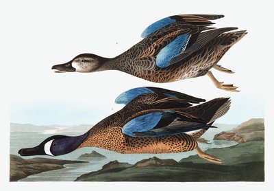 Blue Winged Teal, Anas Discors, John J. Audubon tarafından yazılan "The Birds of America"dan, pub. 1827-38 by John James Audubon