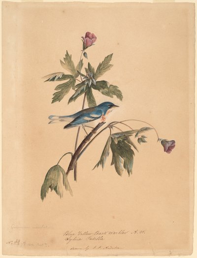 Mavi Sarı Sırt Ötleğen by John James Audubon