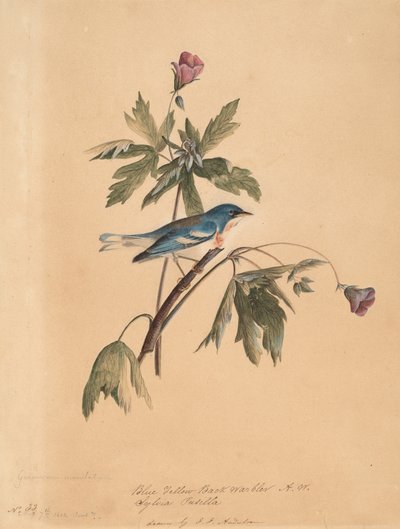 Mavi Sarı Sırt Ötleğen, 1812. by John James Audubon