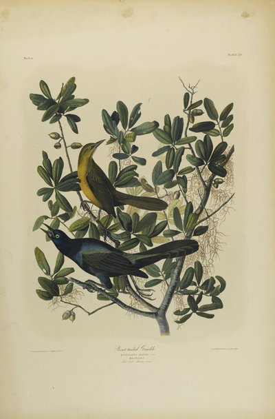 Kayık Kuyruklu Grackle, Julien Bien tarafından basıldı ve Roe Lockwood & Son tarafından yayınlandı, 1861 (kromolitograf) by John James Audubon