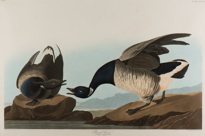 Brant Kaz, 1837 (kağıt üzerinde wc) by John James Audubon