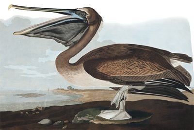 Kahverengi Pelikan, Pelecanus Fuscus, John J. Audubon tarafından yazılan "Amerika Kuşları"ndan, pub. 1827-38 by John James Audubon