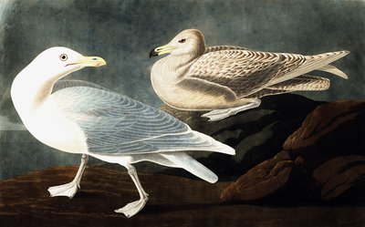 Burgomaster Gull, Larus Glaucus, John J. Audubon