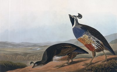 Robert Havell (1793-1878) 1838 tarafından oyulmuş 