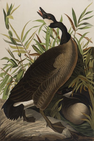 Kanada Kazı, 1827-1838 (kağıt üzerinde wc) by John James Audubon