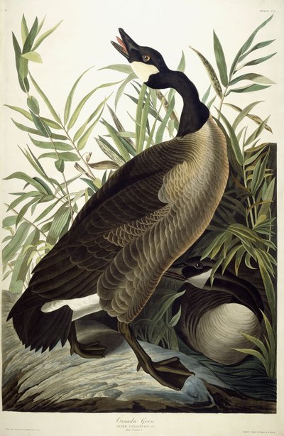 Kanada Kazı, c.1827-1838 by John James Audubon