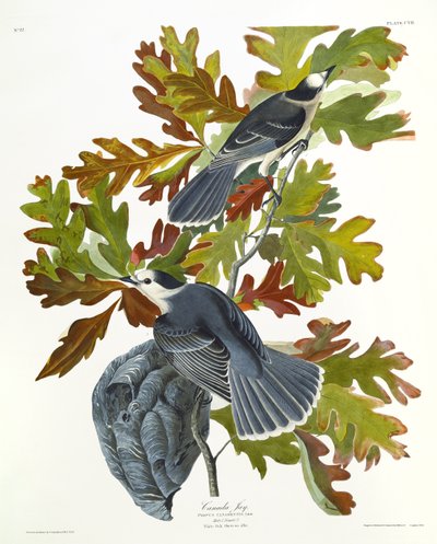 Kanada Jay by John James Audubon
