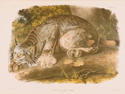 kanada vaşak by John James Audubon