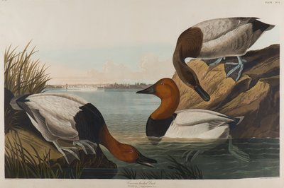 Kanvas Sırtlı Ördek, 1836 (kağıt üzerinde wc) by John James Audubon