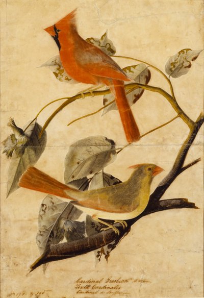  by John James Audubon